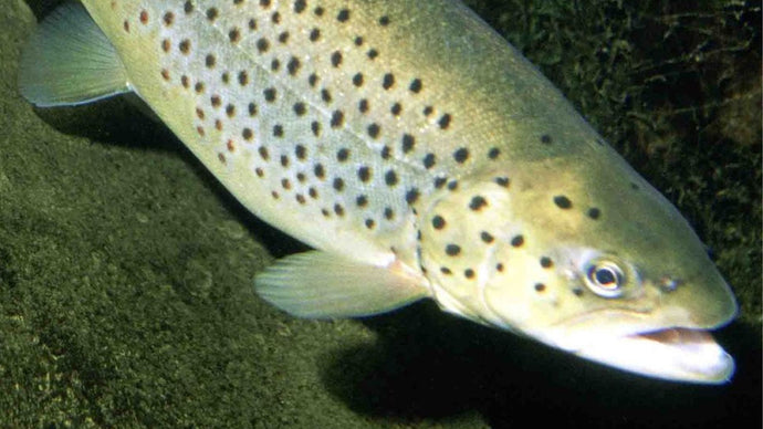 Discovering the Elusive Sea Trout in Ireland's Waters